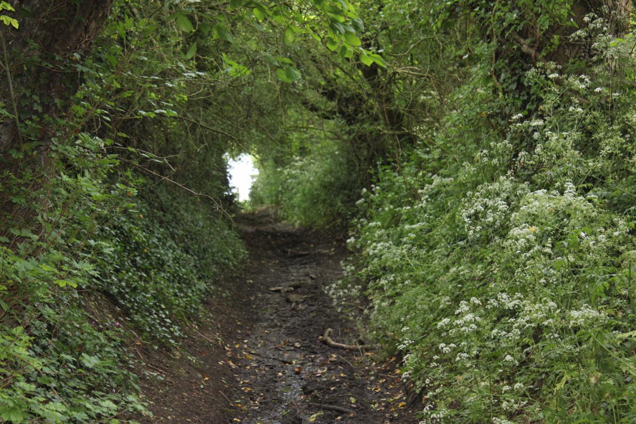 Chemin de randonnée