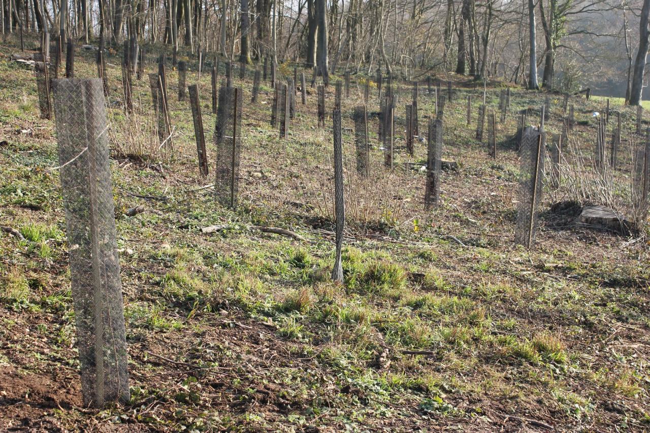 Reboisement bois de Beaumont